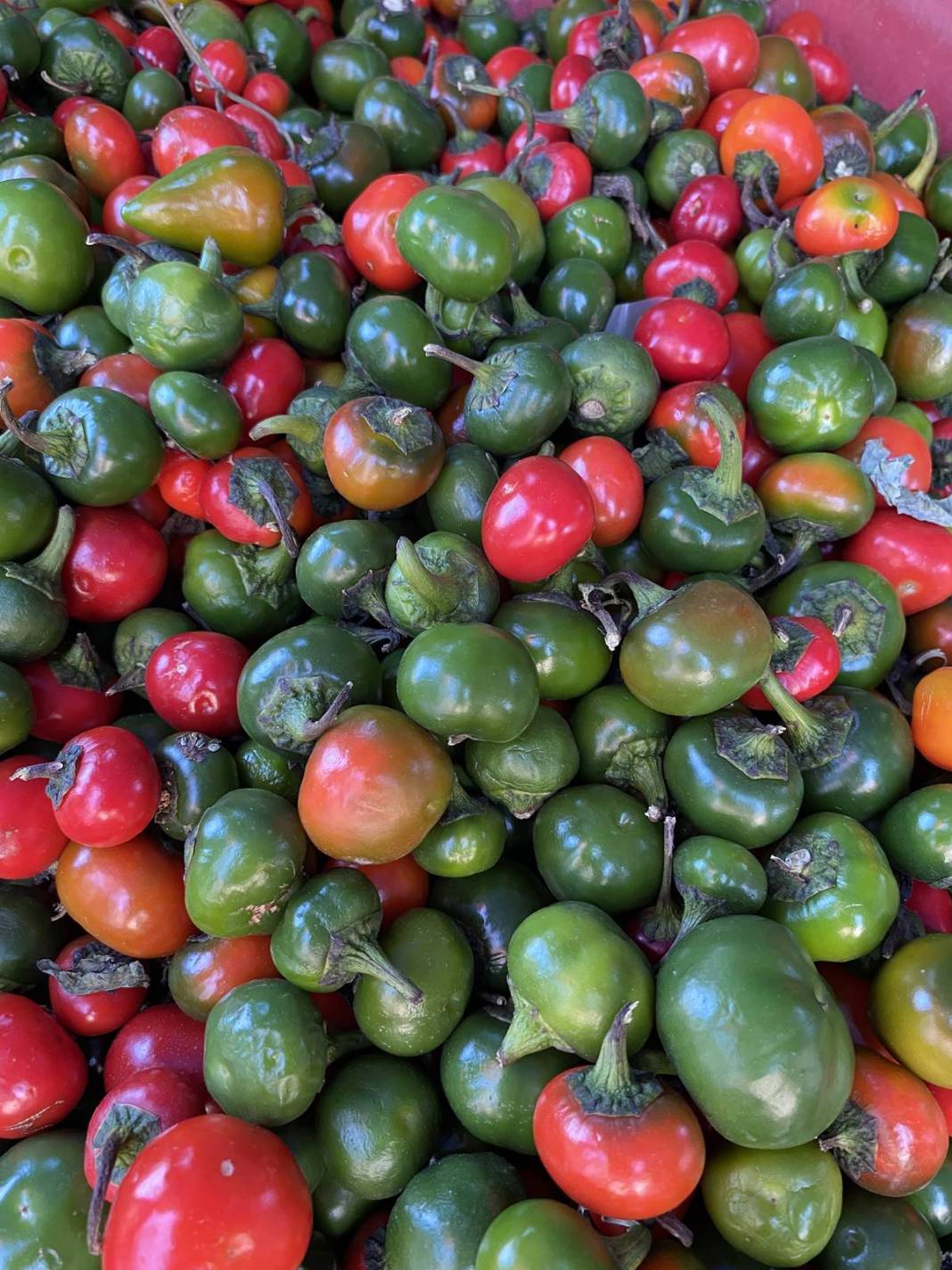 Daha çok turşu olarak tüketiliyor, öyle faydaları var ki öğrenen kilo kilo alıyor! Türkiye'de yetişiyor ama kimse bilmiyor 3